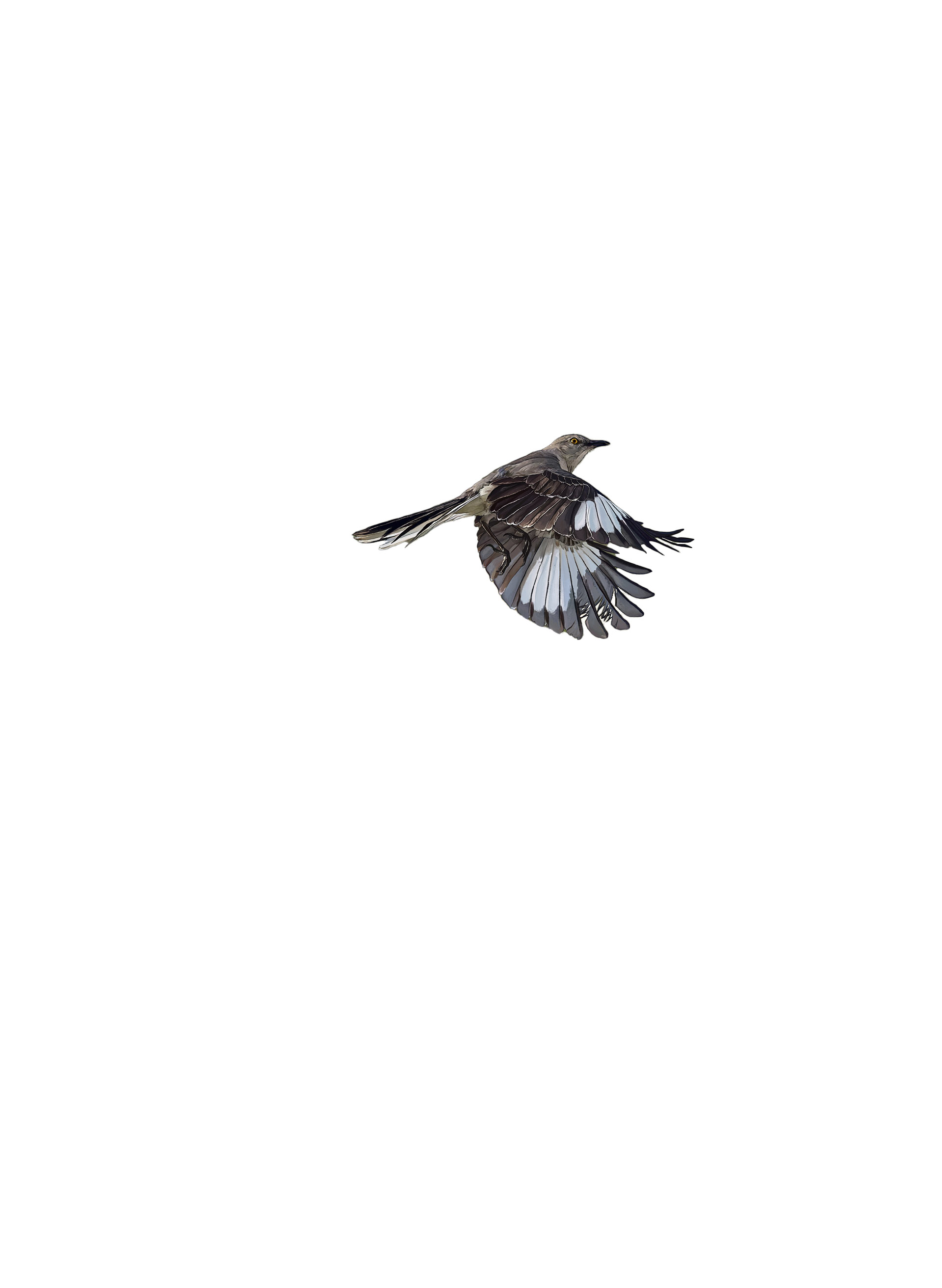 birds